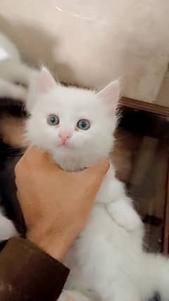 Triple Coted Persian Kittens Available