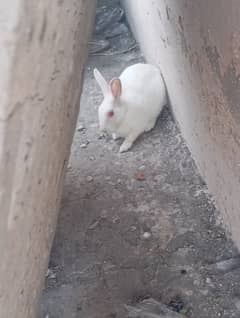 Rabbits Pair For Sale Age 4 Months