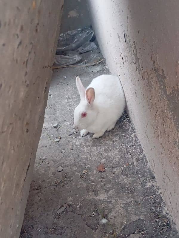 Rabbits Pair For Sale Age 4 Months 1