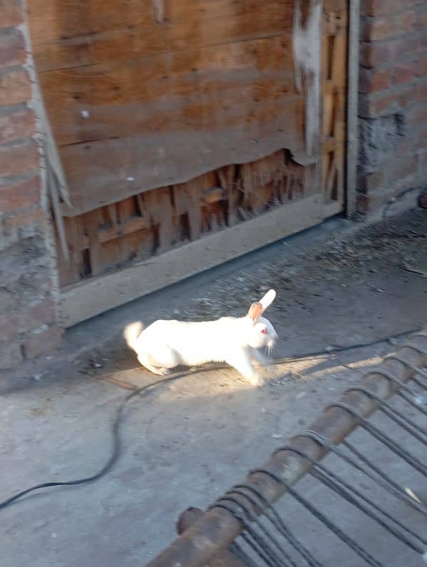 Rabbits Pair For Sale Age 4 Months 4