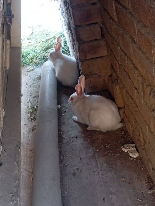 Rabbits Pair For Sale Age 4 Months 5