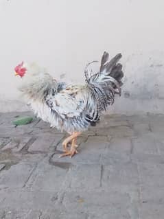 Hen For sale