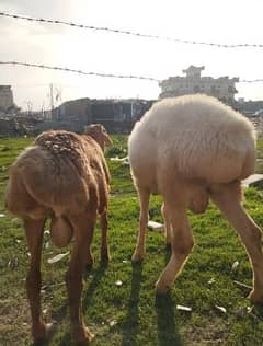 dumba/ kheera /bakra |mundra chahtra |makhi cheeni | بکرا |Sheep /goat