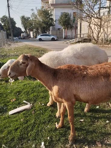 dumba/ kheera /bakra |mundra chahtra |makhi cheeni | بکرا |Sheep /goat 1