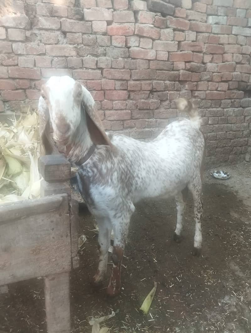 dumba/ kheera /bakra |mundra chahtra |makhi cheeni | بکرا |Sheep /goat 5