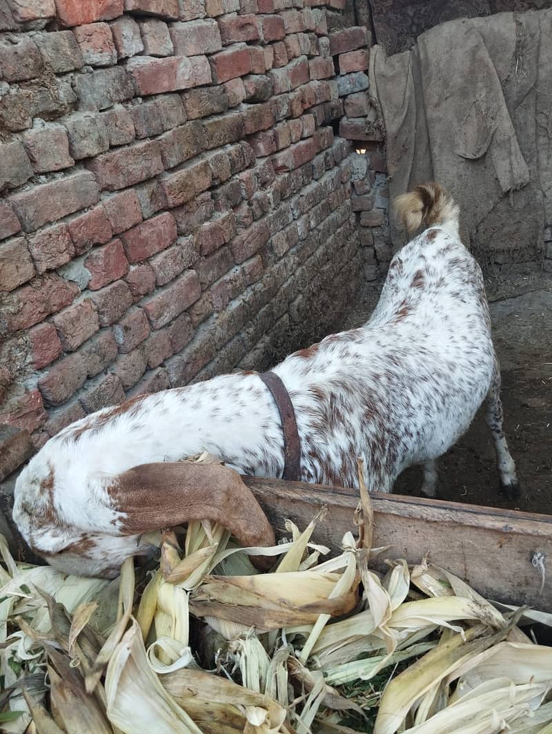 dumba/ kheera /bakra |mundra chahtra |makhi cheeni | بکرا |Sheep /goat 6