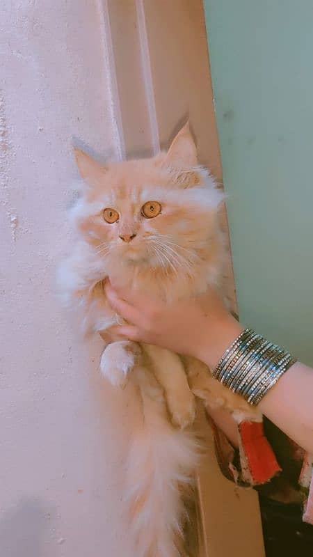 Persian cat 1