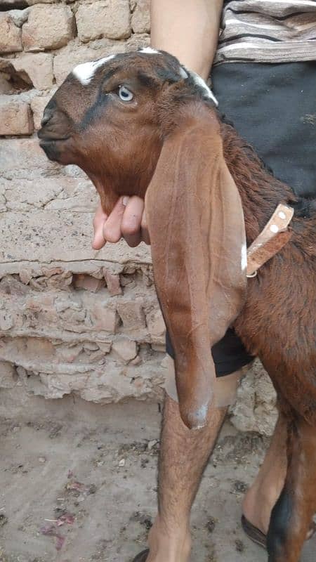 2 nagri female goats 0