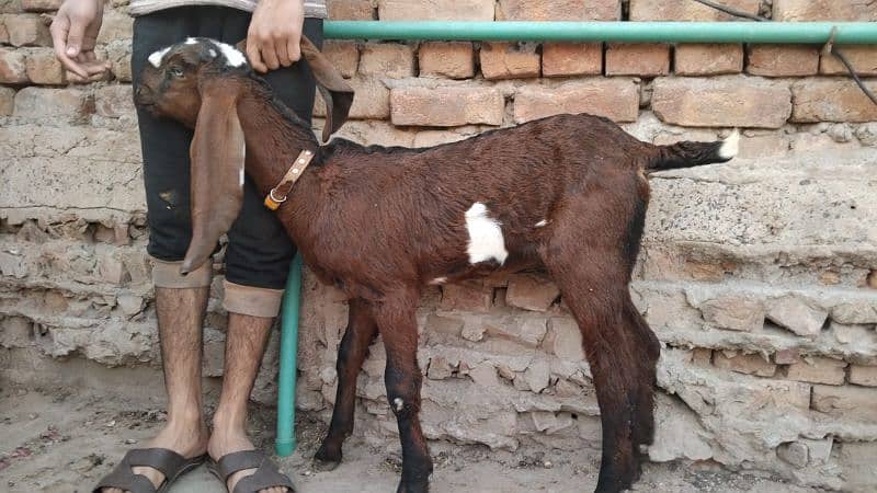 2 nagri female goats 1