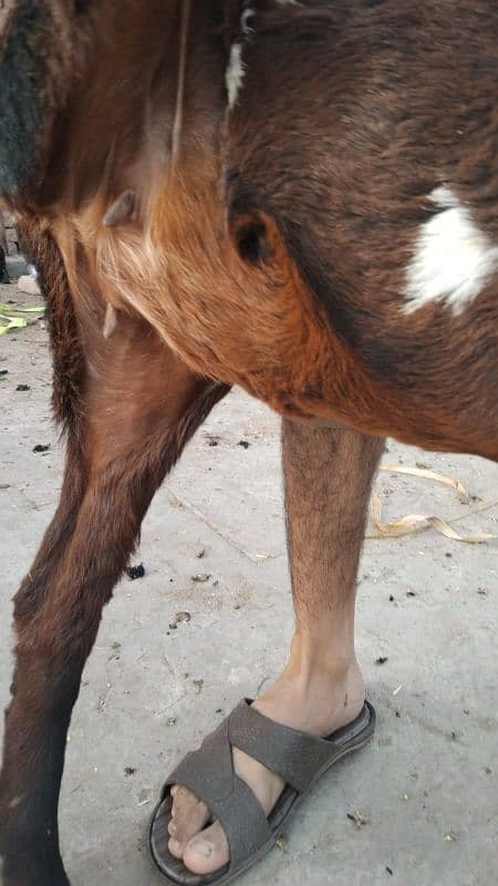 2 nagri female goats 2