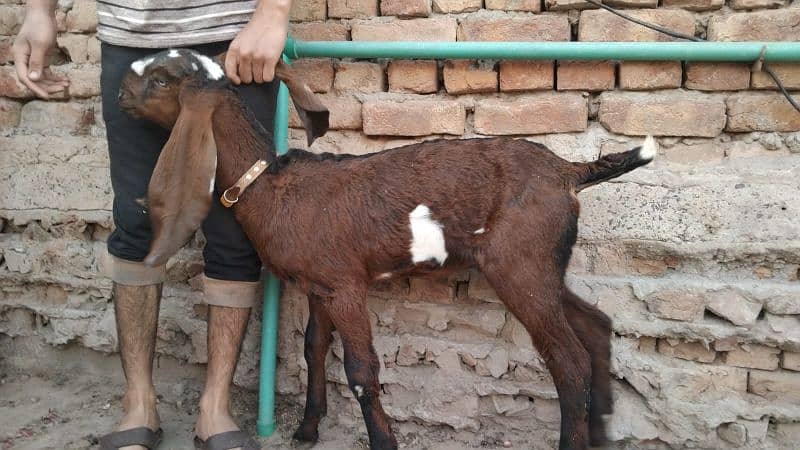 2 nagri female goats 3