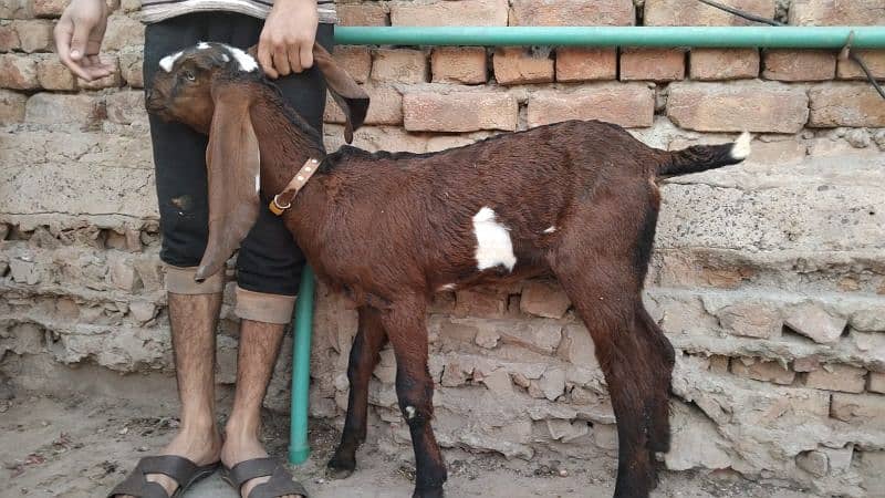 2 nagri female goats 4