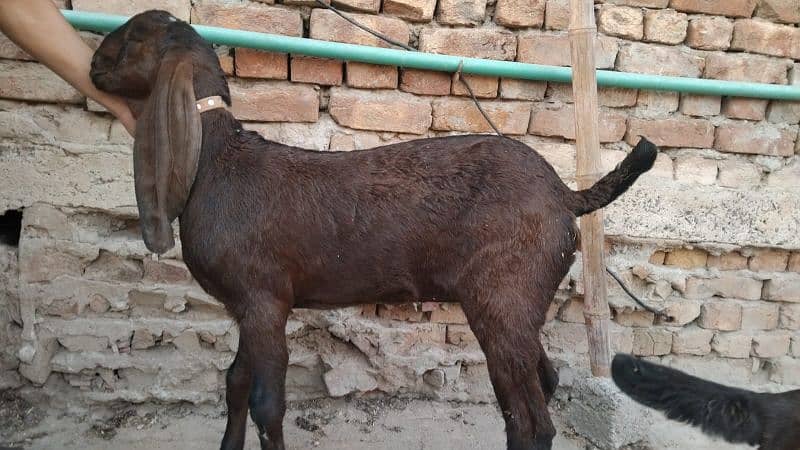 2 nagri female goats 7