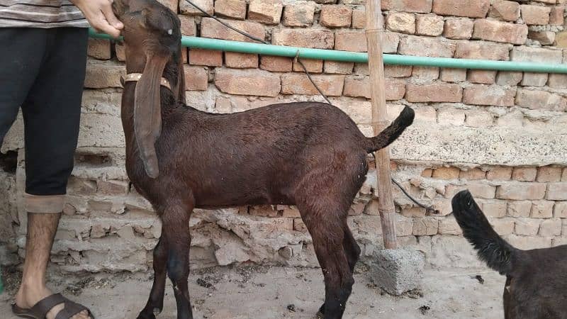 2 nagri female goats 8