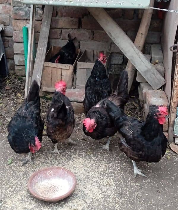 Eggs laying healthy 7 Australorp hens & a Aseel Rooster for sale 0