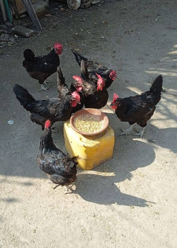 Eggs laying healthy 7 Australorp hens & a Aseel Rooster for sale 1