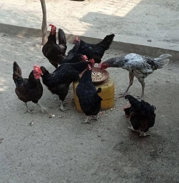 Eggs laying healthy 7 Australorp hens & a Aseel Rooster for sale 2