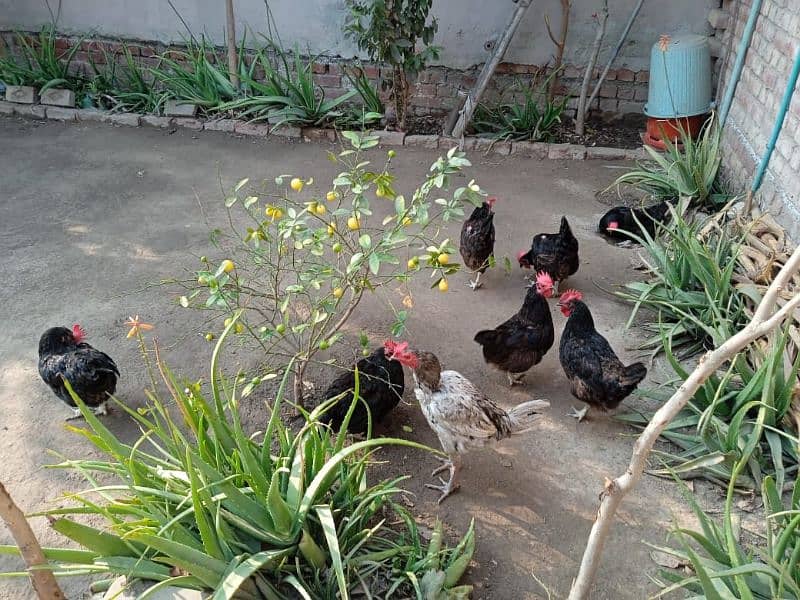 Eggs laying healthy 7 Australorp hens & a Aseel Rooster for sale 3