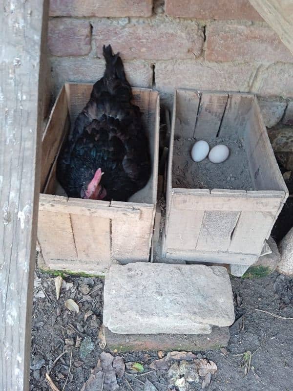 Eggs laying healthy 7 Australorp hens & a Aseel Rooster for sale 4