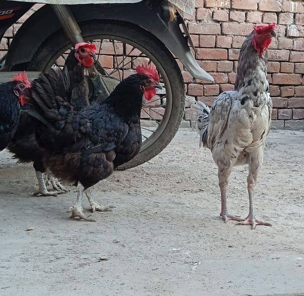 Eggs laying healthy 7 Australorp hens & a Aseel Rooster for sale 5