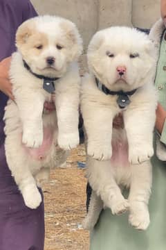 Alabai dog | King Alabai pair | security dog for sale | Alabai Breed