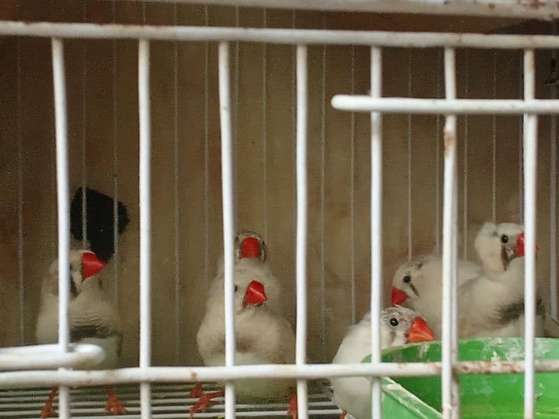 finches pair for sale 0