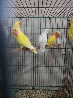 love bird pathy. age 2 se 3 months