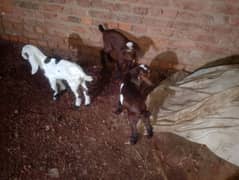 3 male baby and goat