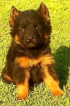 German Shepherd Long Coat Female Further 2 Moth for Sale