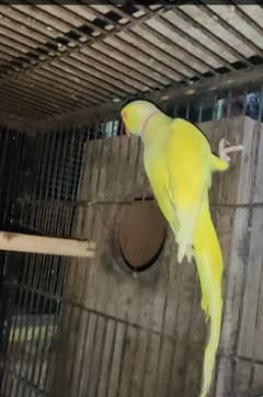 yellow ring neck