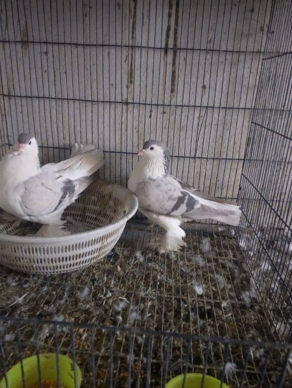 SHERAZI PAIR  age 2 yearss. breeder . . 1