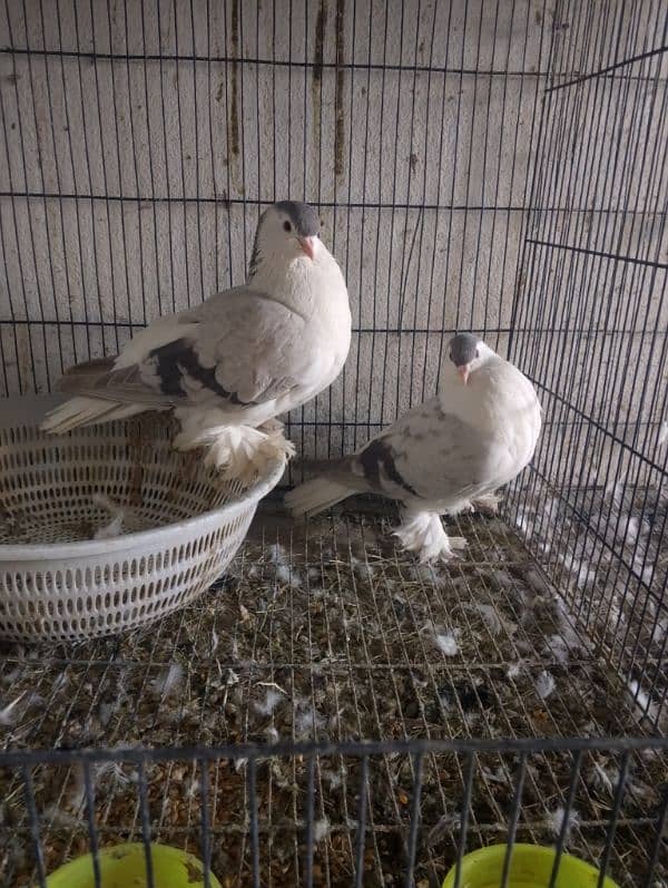 SHERAZI PAIR  age 2 yearss. breeder . . 2