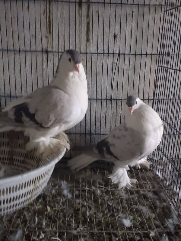 SHERAZI PAIR  age 2 yearss. breeder . . 3