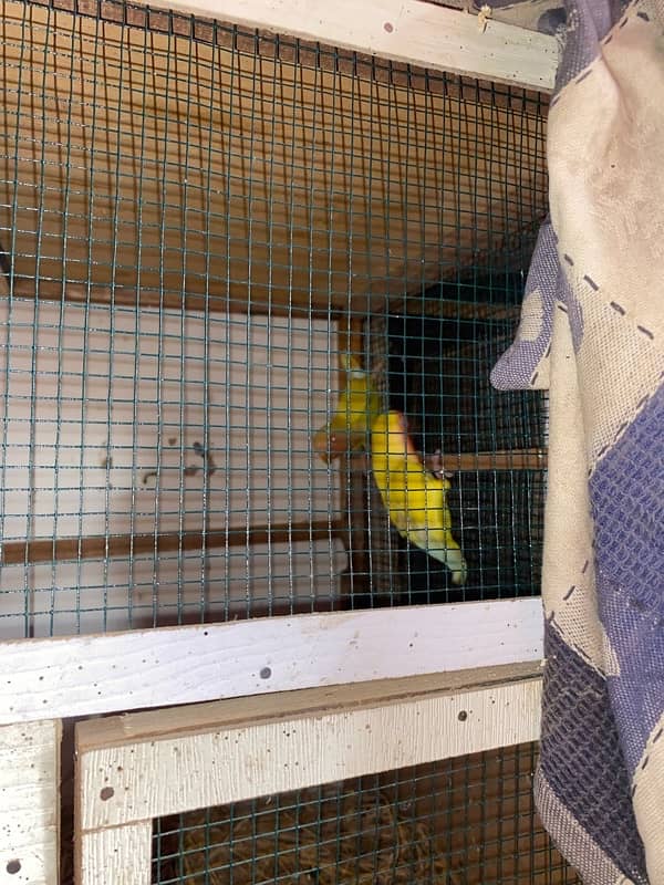 parrot for sale and exchange 2