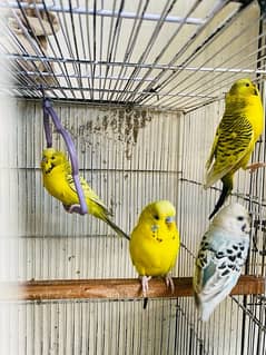 tcb budgies/albino black eye split ino