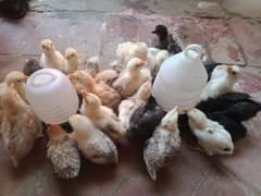 active golden misri chicks Available