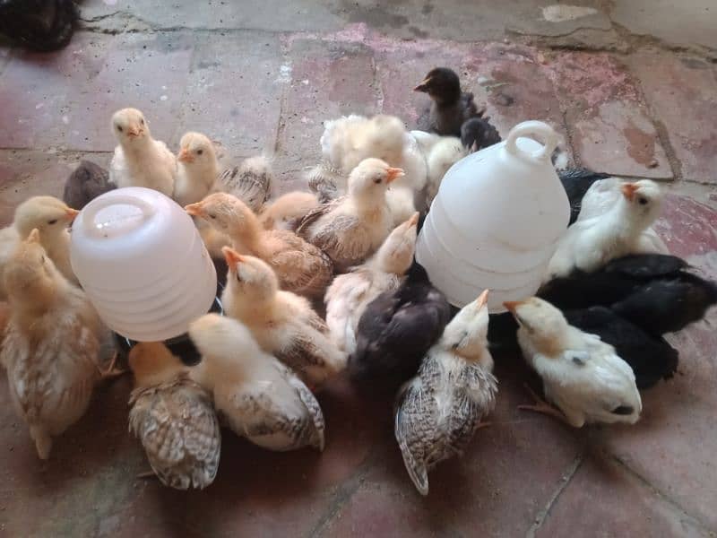 active golden misri chicks Available 0