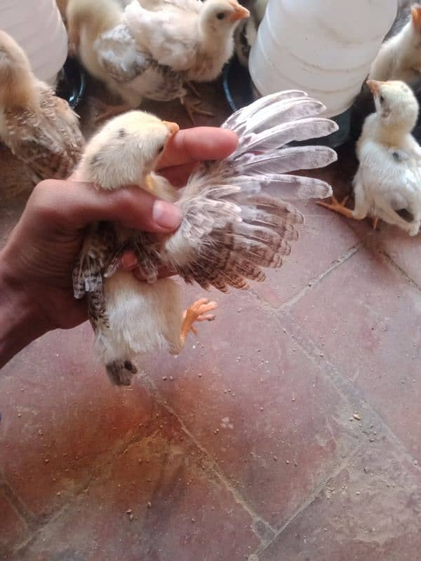 active golden misri chicks Available 1