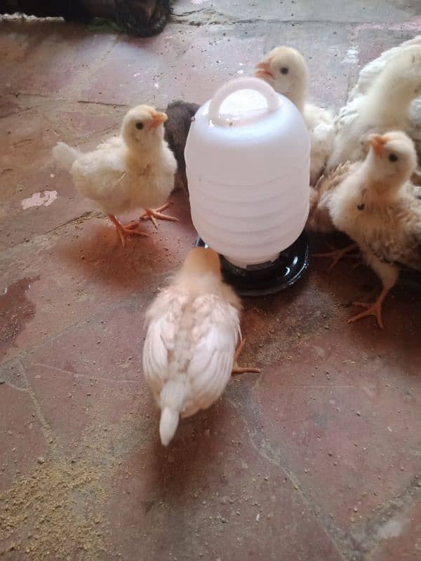 active golden misri chicks Available 2