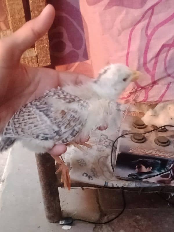 active golden misri chicks Available 4