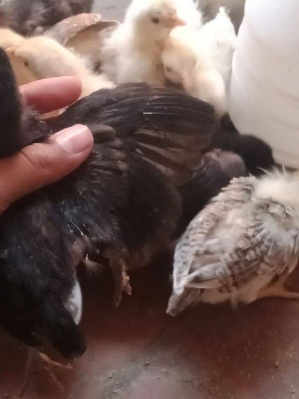 active golden misri chicks Available 5