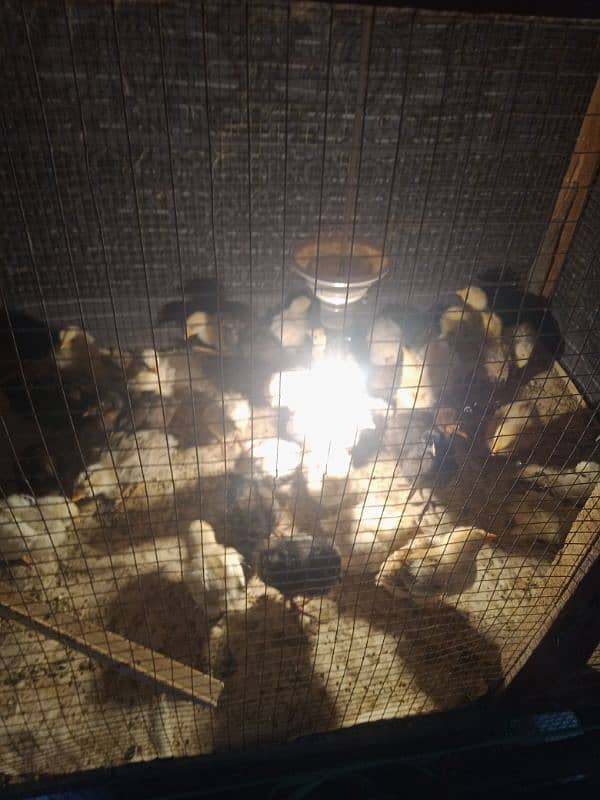 active golden misri chicks Available 6