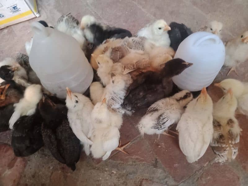 active golden misri chicks Available 7