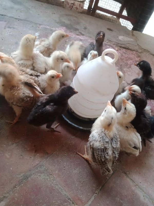 active golden misri chicks Available 8