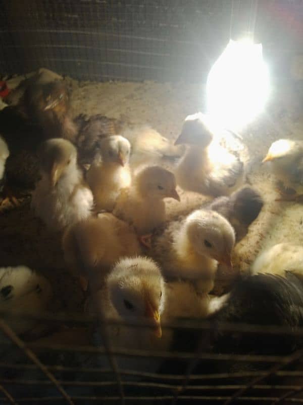 active golden misri chicks Available 9