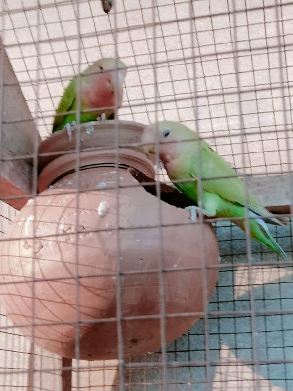 peach faced love birds breeder pair for sale 0