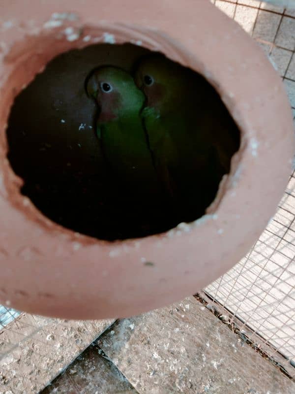 peach faced love birds breeder pair for sale 1