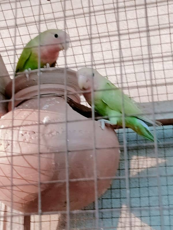 peach faced love birds breeder pair for sale 2