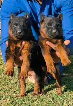 Dogs / German Shepherd / german shepherd / shepherd dog