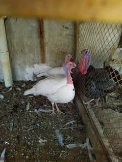 1year above breeding trio of turkey